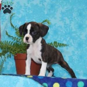 Barby, Boston Terrier Mix Puppy